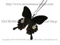 【ネクロマンス NECROMANCE】リアルバタフライウィングネックレス Real Butterfly Wing Necklace ＜モンキアゲハ＞ 蝶々 羽