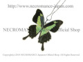 【ネクロマンス NECROMANCE】リアルバタフライウィングネックレス Real Butterfly Wing Necklace ＜フォルカスミドリアゲハ＞ 蝶々 羽