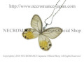 【ネクロマンス NECROMANCE】リアルバタフライウィングネックレス Real Butterfly Wing Necklace ＜キモンスカシジャノメ＞ 蝶々 羽