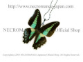 【ネクロマンス NECROMANCE】リアルバタフライウィングネックレス Real Butterfly Wing Necklace ＜アオスジアゲハ＞ 蝶々 羽