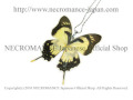 【ネクロマンス NECROMANCE】リアルバタフライウィングネックレス Real Butterfly Wing Necklace ＜ドリカオンオナガタイマイ＞ 蝶々 羽