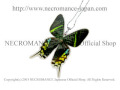 【ネクロマンス NECROMANCE】リアルバタフライウィングネックレス Real Butterfly Wing Necklace ＜ウラニアツバメガ＞ 蝶々 羽