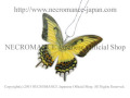 【ネクロマンス NECROMANCE】リアルバタフライウィングネックレス Real Butterfly Wing Necklace ＜フトオビアゲハ＞ 蝶々 羽