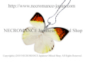 【ネクロマンス NECROMANCE】リアルバタフライウィングネックレス Real Butterfly Wing Necklace ＜ツバベニチョウ＞ 蝶々 羽