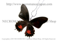 【ネクロマンス NECROMANCE】リアルバタフライウィングネックレス Real Butterfly Wing Necklace ＜オナガベニモンクロアゲハ＞ 蝶々 羽