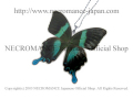 【ネクロマンス NECROMANCE】リアルバタフライウィングネックレス Real Butterfly Wing Necklace ＜オオルリオビアゲハ＞ 蝶々 羽