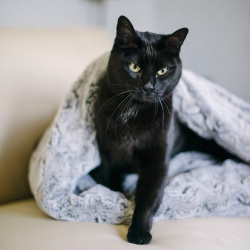 猫の寝袋型ベッド