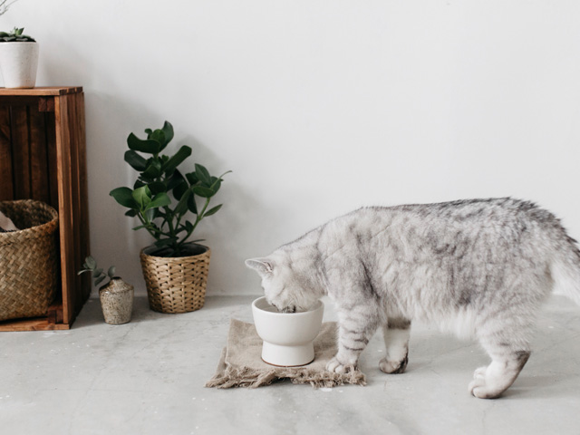 猫とお洒落に暮らす