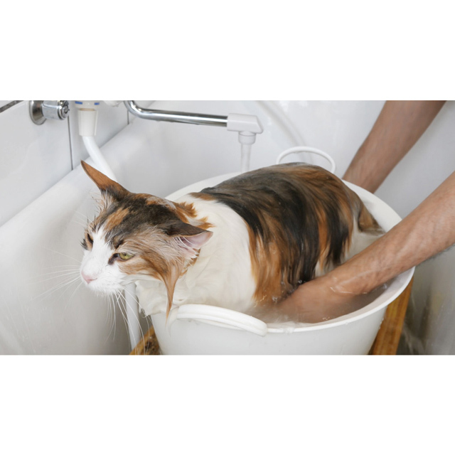 ミニバスでシャンプー中の猫さん