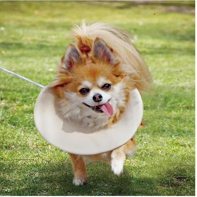 ペットの傷舐め防止 ハーフエリザベスカラー｜猫用品専門店ねこもの