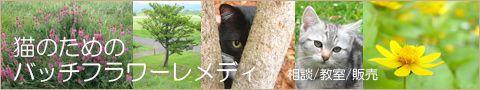 猫のバッチフラワーレメディ