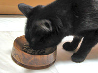 食器（フードボウル）と猫ノア