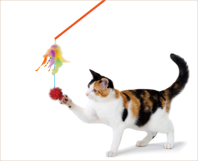 猫じゃらし　パウンズアンドプレイ