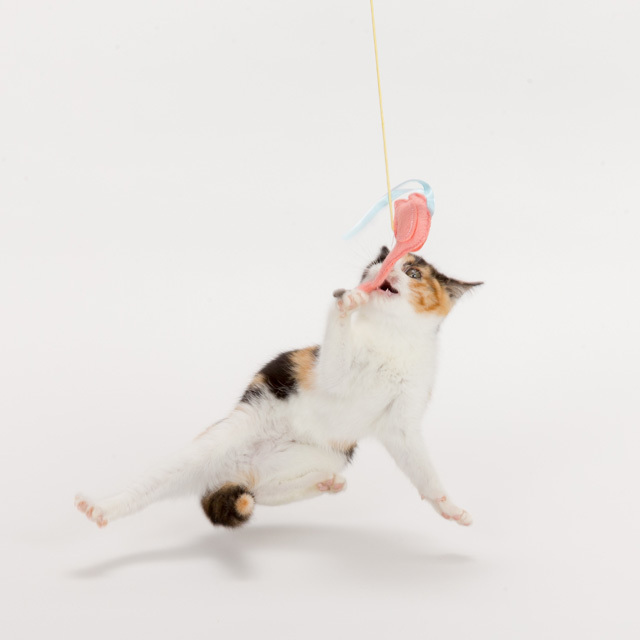 またたび入り 猫じゃらし｜ネコ用品専門店nekomono（ねこもの）