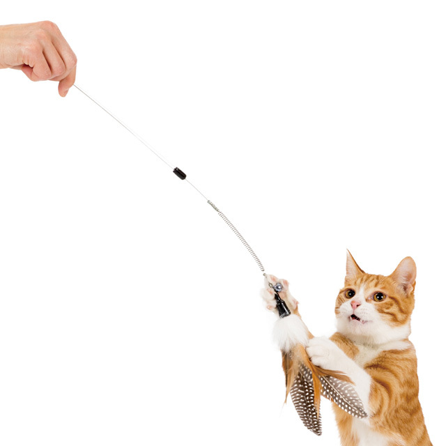 猫と羽じゃらしブラウン