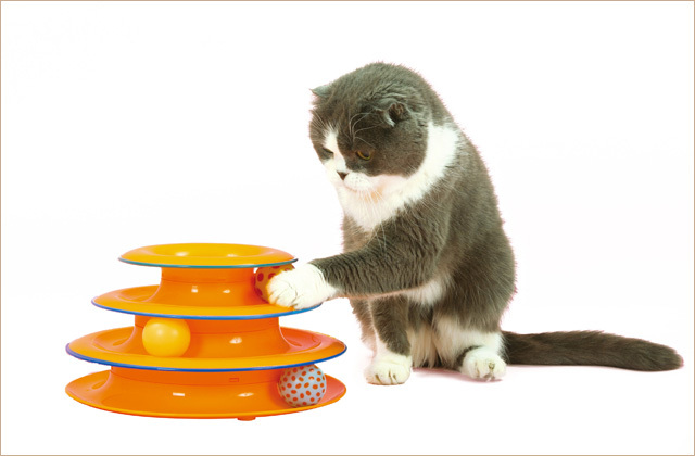 ボールで遊ぶ猫さん