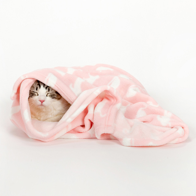 猫とブランケット
