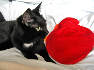 ファシーゆたんぽ　ハート