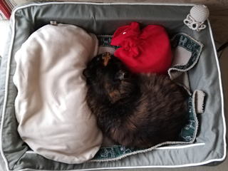 ファシーゆたんぽ　ハート