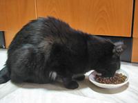 猫ノアとキャットドライフード