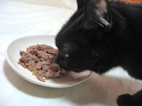 猫ノアとキャットパテ　チキン