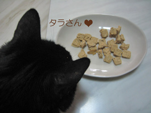 猫ノアと魚おやつ