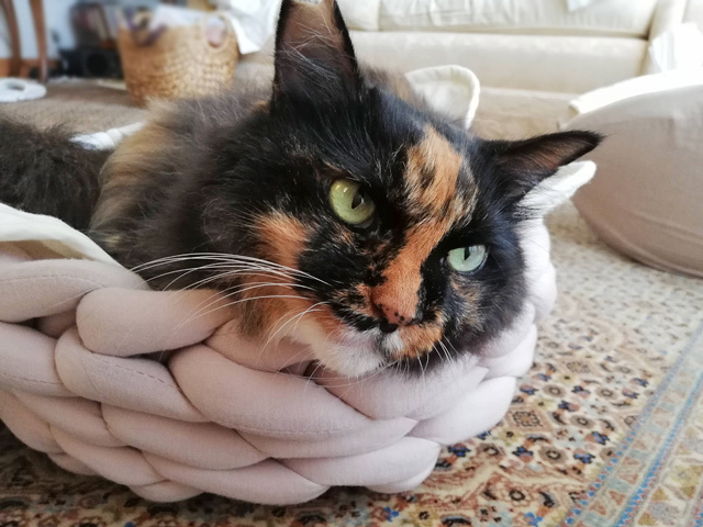 チャンキーベッドと三毛猫ロカ