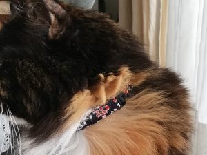 三毛猫ロカイユ愛用首輪