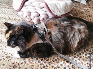 ベスト型ハーネスと三毛猫ロカ