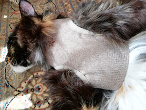 ベスト型ハーネスと三毛猫ロカ