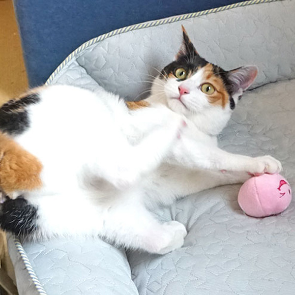猫のボールおもちゃ