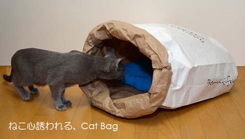 キャットバッグと猫