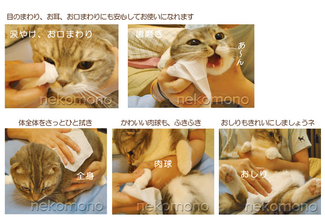 ペット用ノンアルコール　ウェットティッシュ　猫写真
