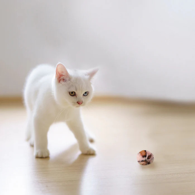 猫のもふもふおもちゃ モコボール サファリ｜ねこ用品専門店nekomono