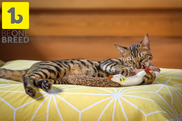 猫さんとリスおもちゃ