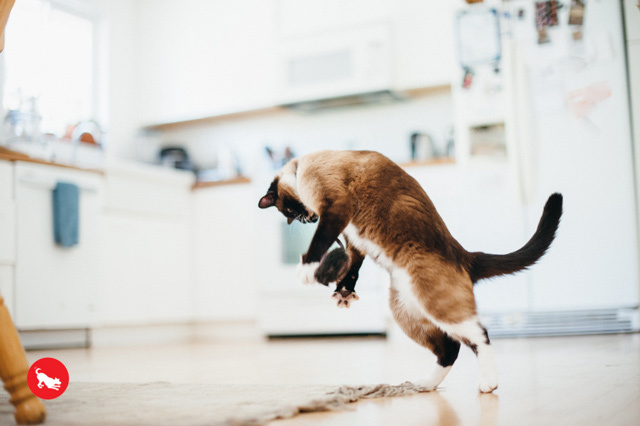 猫のキャットニップおもちゃ　ねずみ