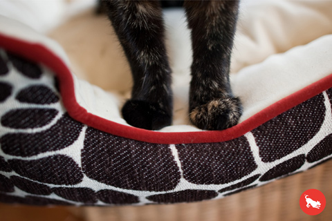 ペット用ラウンジベッド