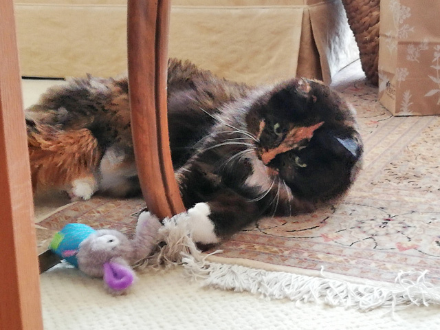 キャットニップ入りのおもちゃと遊ぶ三毛猫