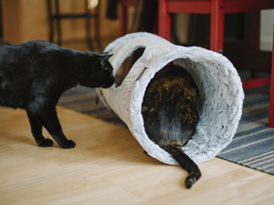 キャットトンネルと猫さん