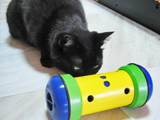 フィットネス給餌器と猫ノア