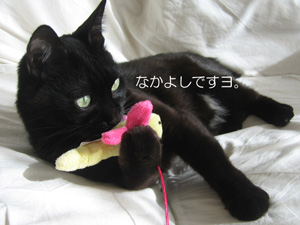ねこじゃらしと猫ノア
