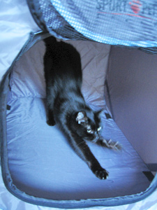 SPORTPET portable pet cageと猫ノア5