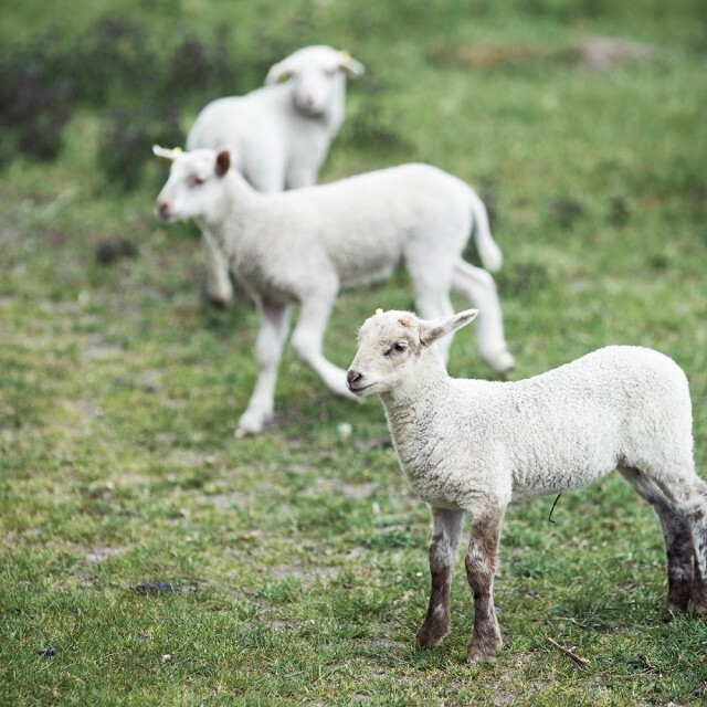 ウールシートブランケット　ラムウール