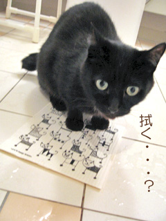 スポンジワイプと猫ノア