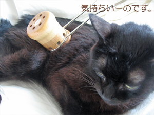 邵氏温灸器と猫ノア