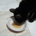 タンポポ茶飲む猫ノア