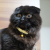 猫の首輪　小花　イエロー