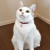 猫の可愛い首輪反射糸レッド