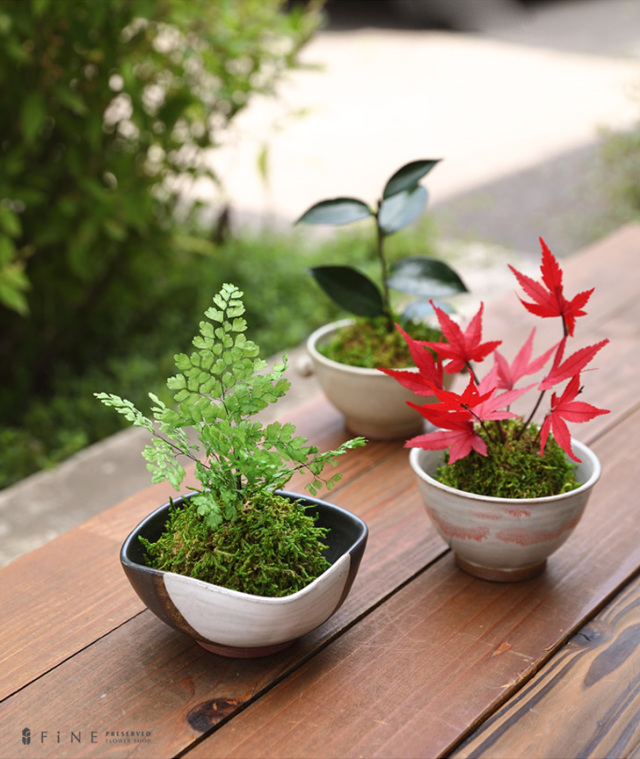 ブーゲンビリア　オレンジ斑入り　希少　No11　らくらくメルカリ便発送‼️ ブーゲンビリア オレンジ斑入り 希少 No11 らくらくメルカリ便発送