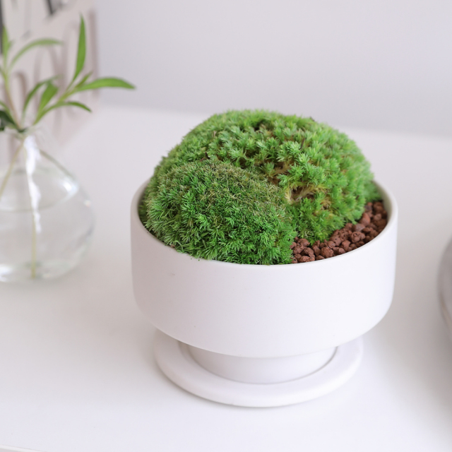 観葉植物 プリザーブドグリーン ギフト グリーンリーブスプレゼント 誕生日 開業祝い 開店祝い 内祝い 新築祝い 引越し祝い インテリア